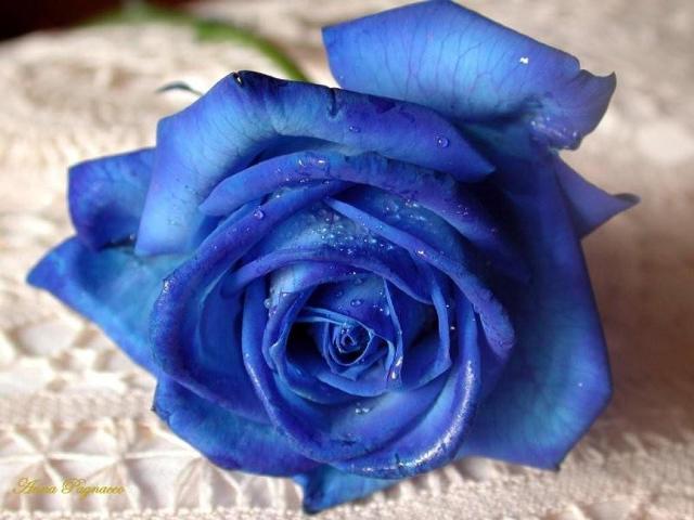 Настоящие голубые розы