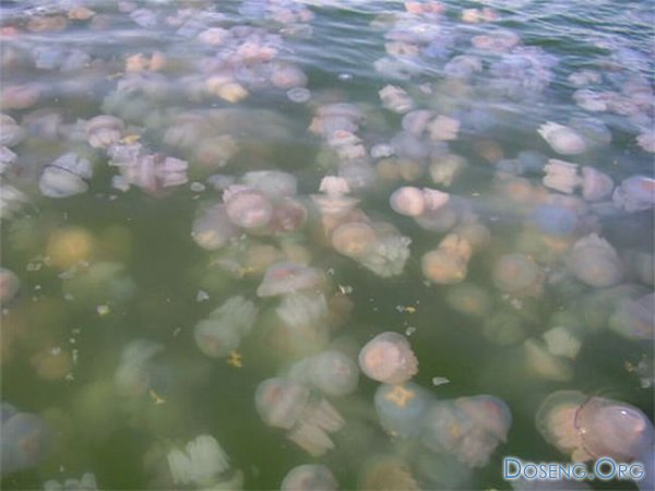 Девушка среди медуз