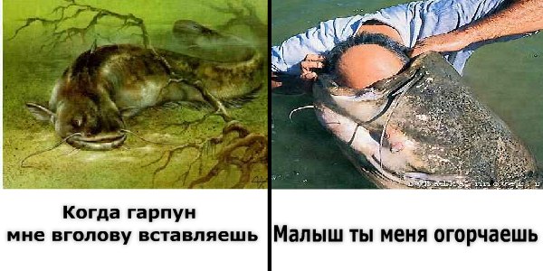 Подводные будни )))))