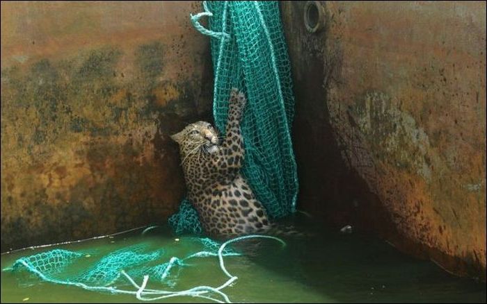 Спасение леопарда