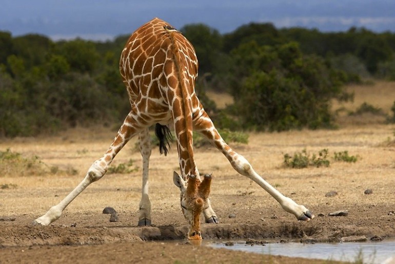 Интересные факты о жирафах.