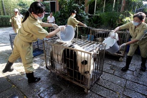 Китайцы спасают панд после землетрясения