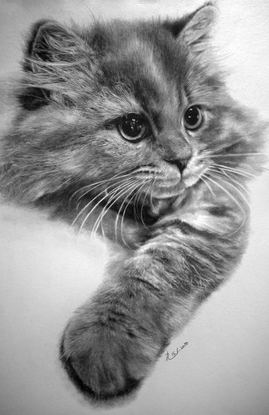 Рисунки карандашом кошек от PAUL LUNG.