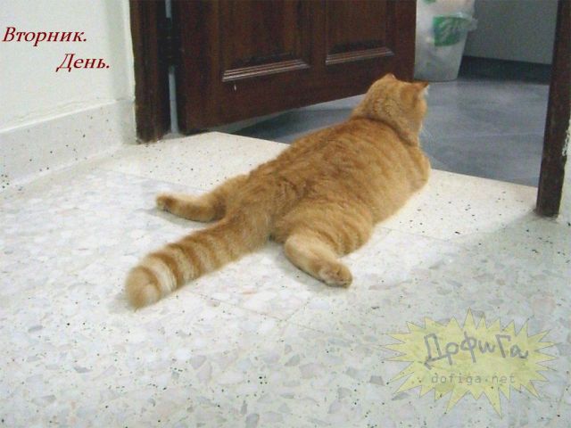 Увлекательная жизнь рыжего кота