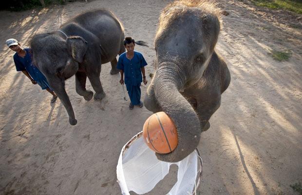 Тайские слоны, играющие в баскетбол.
