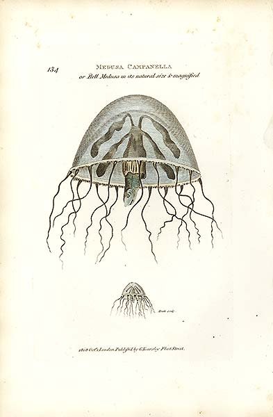 Немного рисунков медуз