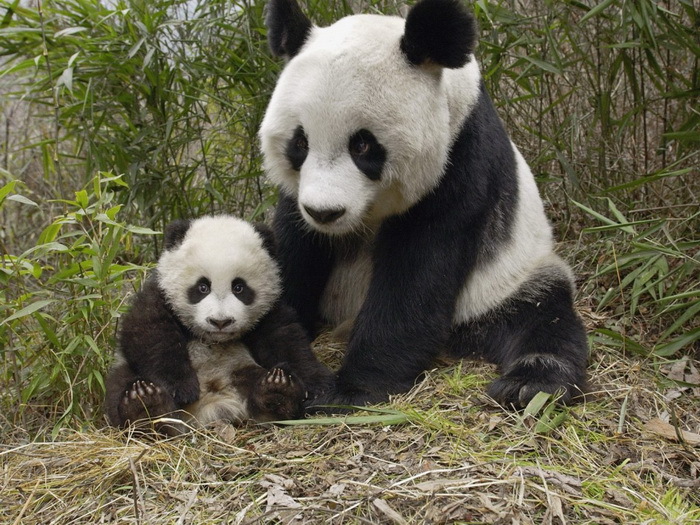 Панда - бамбуковый медведь