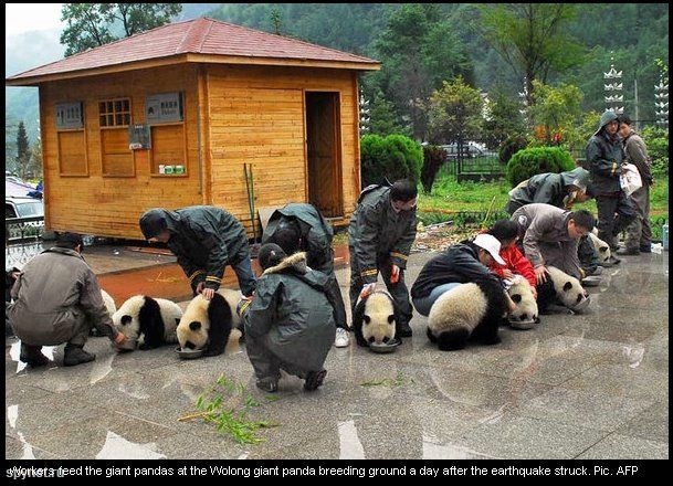 После землетрясения в Китае. Спасение пандят