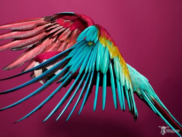 Замедленная съемка полета попугая